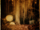 Ghostly Forest Landscape Photographic Print by Robert Cattan