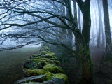 Moss Covered Stone Wall and Trees in Dense Fog Photographic Print by Tommy Martin