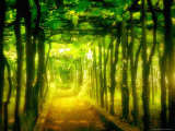 Passage To Enchantment Photographic Print by Vanessa Ho