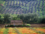 Landscape of Andalucia, Spain Photographic Print by Peter Adams