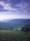 Beaujolais, Soane-Et-Loire, Burgundy, France Photographie par Doug Pearson