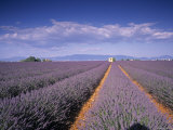 Lavender Fields, Provence, France Photographic Print by Jon Arnold Lavender Fields, Provence, France Photographic Print by Jon Arnold