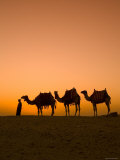 Camels Near the Pyramids at Giza, Cairo, Egypt Fotografie-Druck von Doug Pearson