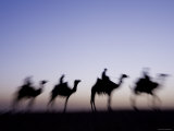 Camels Near the Pyramids at Giza, Cairo, Egypt Photographic Print by Doug Pearson