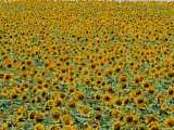 Sunflower Field, Provence, France Photographic Print by Jon Arnold