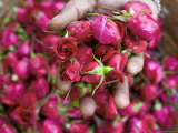 Hand Holding Small Rose Heads, Delhi, India Photographie par Peter Adams