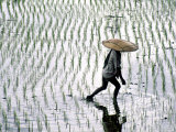 Rice Fields, Bali, Indonesia Photographic Print by Peter Adams