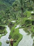 Rice Fields, Central Bali, Indonesia Photographic Print by Peter Adams