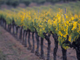 Vineyard, Provence, France Photographic Print by Walter Bibikow