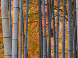 Maples Trees and Bamboo, Arashiyama, Kyoto, Japan Photographic Print by Gavin Hellier