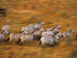Zebras, Maasai Mara Game Reserve, Kenya Photographie par Paul Joynson-hicks