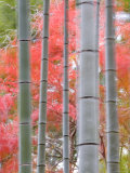 Maples Trees and Bamboo, Arashiyama, Kyoto, Japan Photographic Print by Gavin Hellier