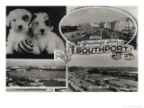1962 Southport Postcard with Puppies Affiches