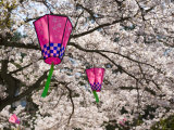 Cherry Blossoms and Decorative Lanterns, Miyajima, Hiroshima, Japan Photographic Print by Gavin Hellier