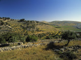 Shepherds Fields, Bethlehem, Israel Photographic Print by Jon Arnold