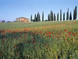 Poppies, Tuscany, Italy Photographie par Peter Adams