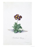 Botanical Illustration of a Primula: Cardinal Fleury Giclée-Druck von Georg Dionysius Ehret
