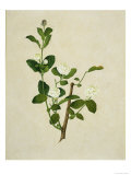 Chinese Botanical Illustration of an Arabian Jasmine Lámina giclée