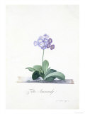 Botanical Illustration of a Primula: Fille Amoureuse Giclee Print by Georg Dionysius Ehret