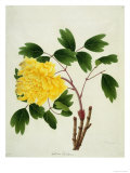 Yellow Peony, c.1800-1840 Giclée-Druck