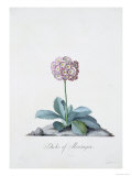 Botanical Illustration of a Primula: Duke of Monatague Lámina giclée por Georg Dionysius Ehret
