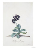Primeln Giclée-Druck von Georg Dionysius Ehret