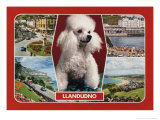 1989 Llandudno, Wales Postcard with Poodle Prints
