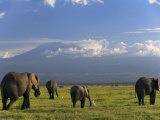 Elephant, Mt. Kilimanjaro, Masai Mara National Park, Kenya Photographic Print by Peter Adams
