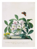 True Black Hellebore reproduction procédé giclée par Georg Dionysius Ehret