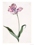 Tulip, A Botanical Illustration, A Botanical Illustration reproduction procédé giclée par Georg Dionysius Ehret