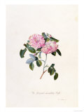 Striped Monthly Rose, A Botanical Illustration Lámina giclée por Georg Dionysius Ehret