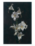 White Lilies, c.1883 reproduction procédé giclée par Henri Fantin-Latour