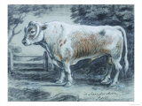 Leicestershire Bull, 18th Century reproduction procédé giclée par Copleston Warre Bampfylde