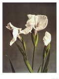 Iris Kaempferi, 19th Century Giclee Print by Ogawa Kazuma