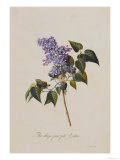 The Deep Purple Lilac, A Botanical Illustration reproduction procédé giclée par Georg Dionysius Ehret