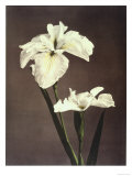 Iris Kaempferi, 19th Century Reproduction procédé giclée par Ogawa Kazuma