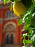 Inner Courtyard Garden at John Madejski Garden Photographic Print by Kim Wilkie