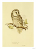 Illustration of Tengmalm's Owl ジクレープリント - エドワード・リア