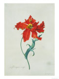 Perroquet Rouge, A Botanical Illustration Giclée-Druck von Georg Dionysius Ehret