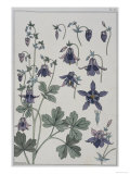 Botanical Diagram of Columbine Giclee Print by Eugene Grasset
