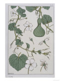 Botanical Diagram of a Gourd reproduction procédé giclée par Eugene Grasset