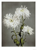 Chrysanthemum, 19th Century Giclee Print by Ogawa Kazuma