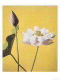Lotus, 19th Century Reproduction procédé giclée par Ogawa Kazuma