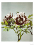 Tree Peony, 19th Century Reproduction procédé giclée par Ogawa Kazuma