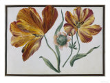 Flower Study: Plate No.11 Lámina giclée por Claude Aubriet