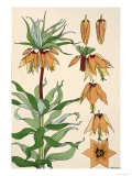 Botanical Diagram of Crown Imperial Lámina giclée por Eugene Grasset