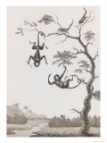 Quato and Saccawinkee Monkeys Lámina giclée por William Blake Quato and Saccawinkee Monkeys Lámina giclée por William Blake