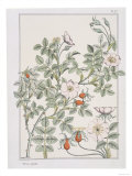 Botanical Diagram of Wild Rose Giclee Print by Eugene Grasset