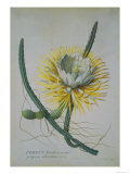 Cereus Cactus, A Botanical Illustration Lámina giclée por Georg Dionysius Ehret