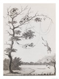 Print Engraving of the Mecco and Kishee Kishee Monkeys Giclée-Druck von William Blake